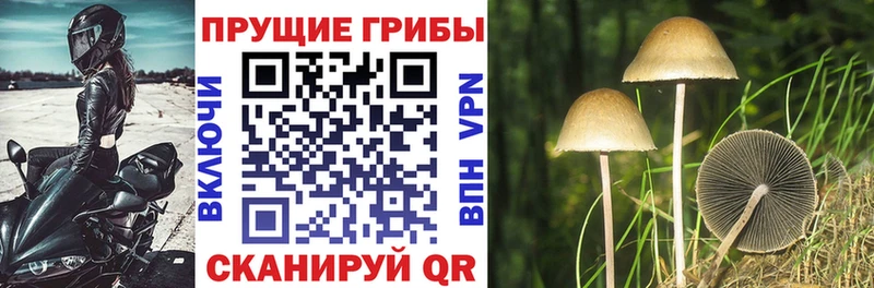 Псилоцибиновые грибы GOLDEN TEACHER что такое Балей